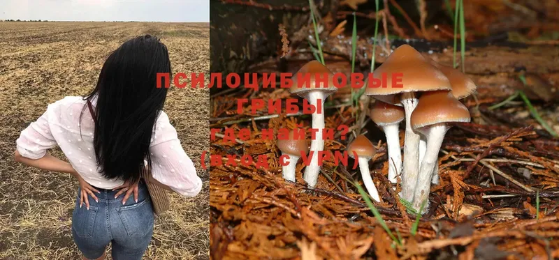 сайты даркнета состав  Полевской  Галлюциногенные грибы Psilocybe 